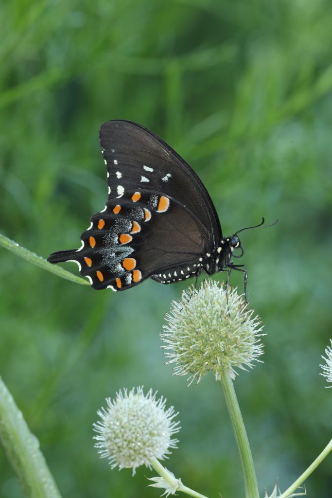 Rattlesnake Master (Eryngium yuccifolium) Starter Plant Blazing Star Butterfly Garden